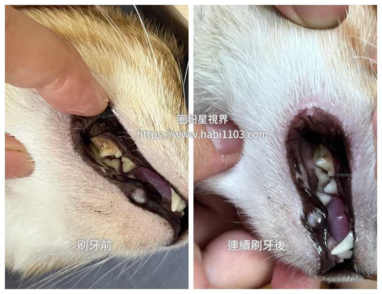 MIGAKENDE敏齒樂寵物天然軟毛牙刷
