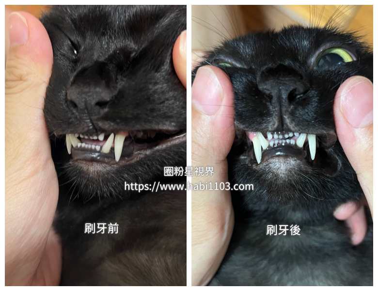 MIGAKENDE敏齒樂寵物天然軟毛牙刷